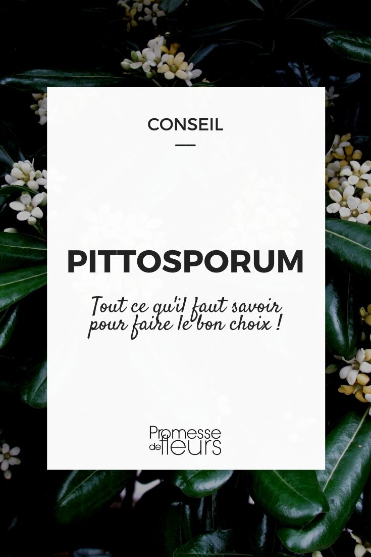 Pittosporum