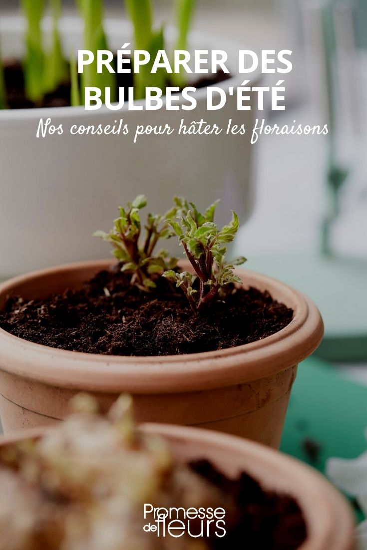 Comenzar los bulbos de verano