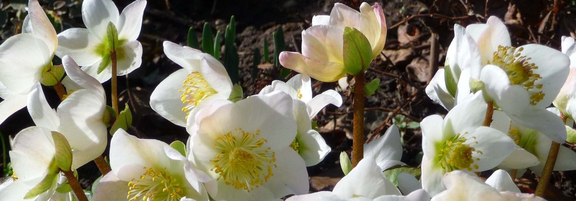 5 rosas de Navidad destacadas