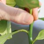 Poda del limonero: ¿cuándo y cómo podar para una buena cosecha de limones?