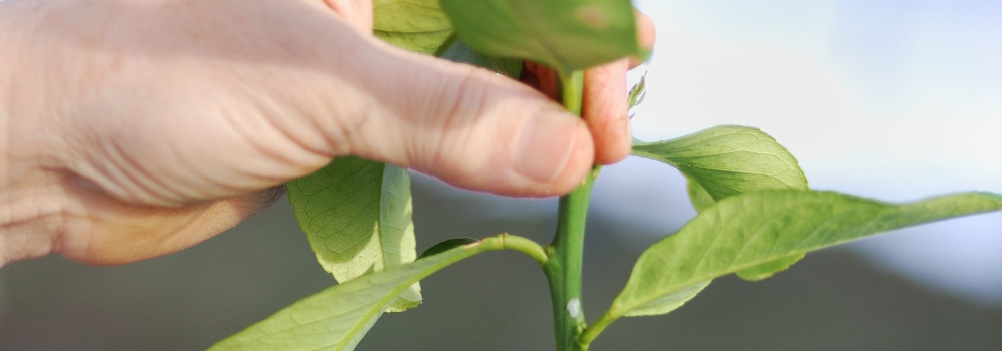 Poda del limonero: ¿cuándo y cómo podar para una buena cosecha de limones?