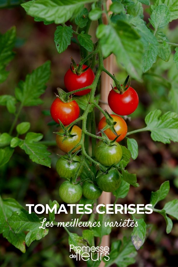 Las mejores tomates cherry