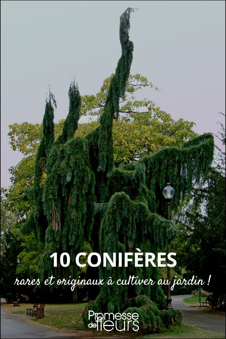 10 coníferas raras y originales para un jardín atípico
