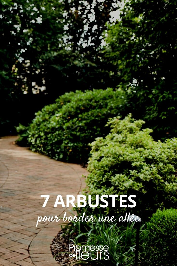 Selección de 7 arbustos para bordear un camino