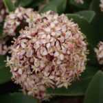 7 arbustos para un jardín urbano