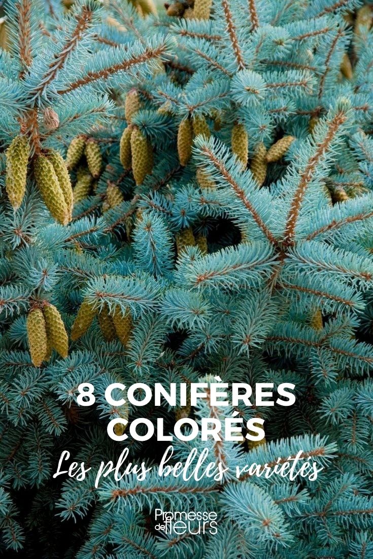 8 coníferas coloridas