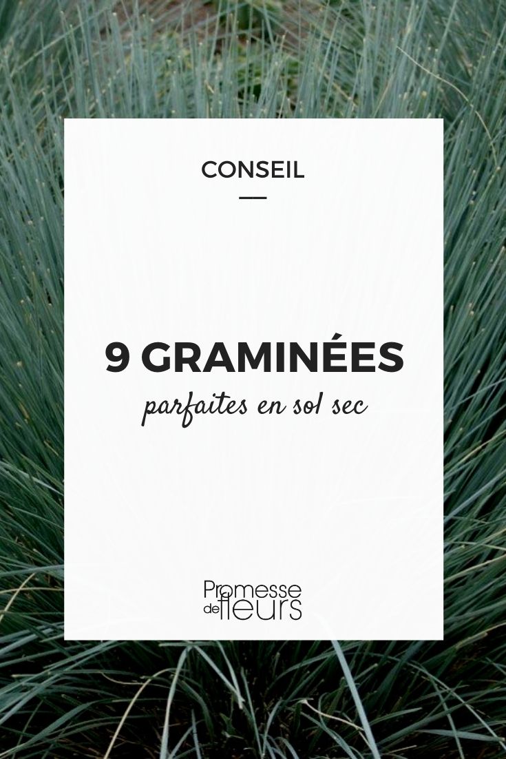 9 gramíneas para suelo seco