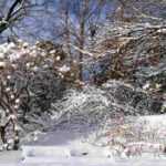 Diseñar un jardín de montaña