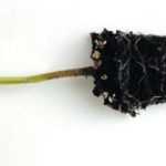 Anuales y plantas de huerto en mini macetas