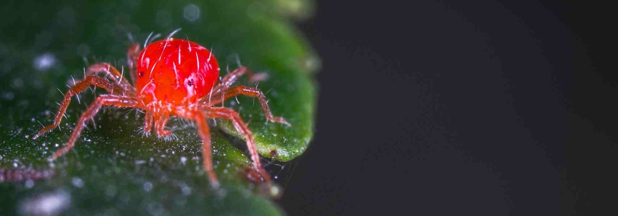 Araña roja: identificación y tratamiento
