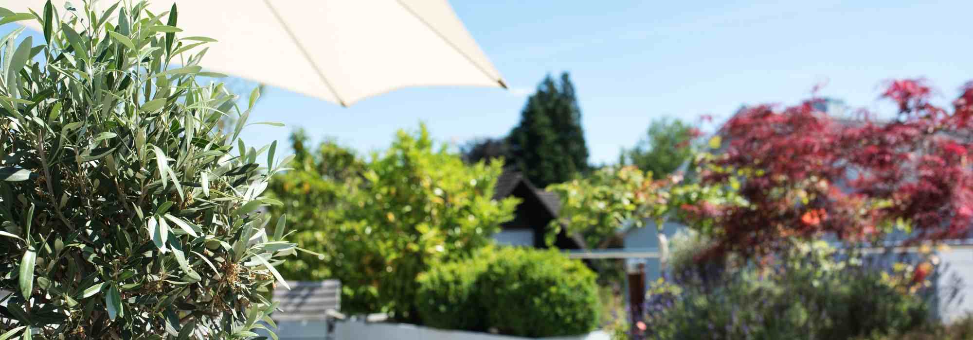 8 arbustos enanos para cultivar en macetas en un balcón orientado al oeste