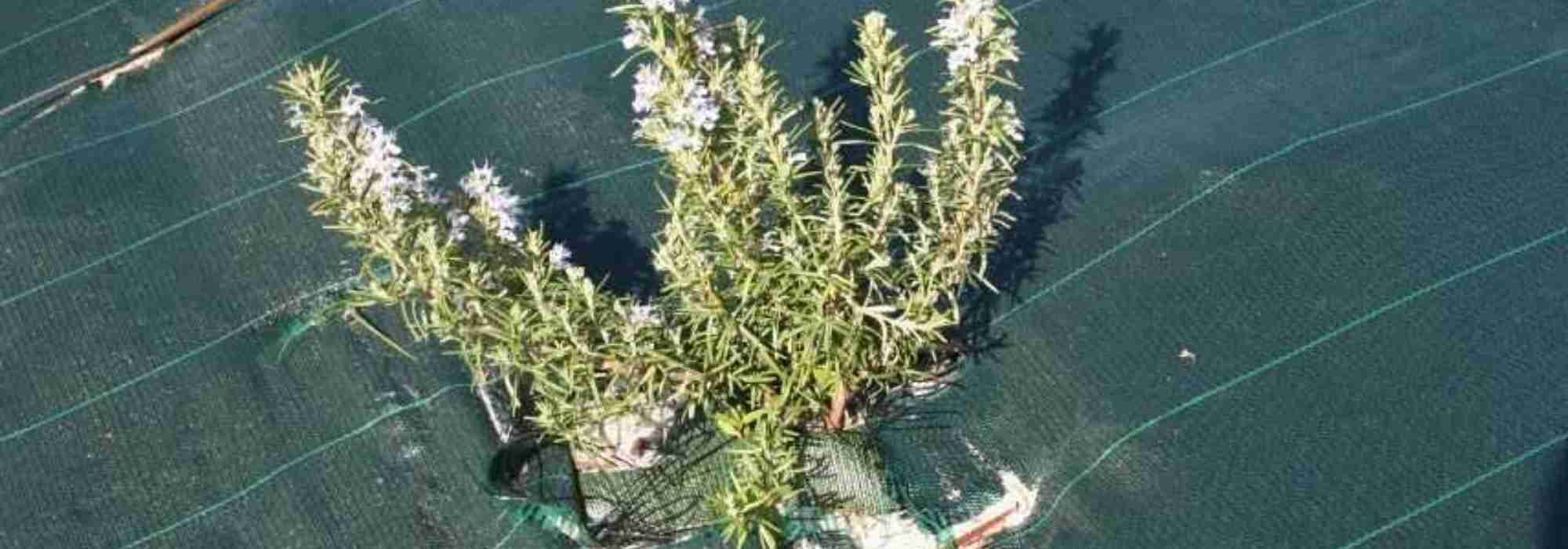 ¿Cómo elegir e instalar una malla antihierbas?