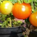 Cultivar tomates en macetas
