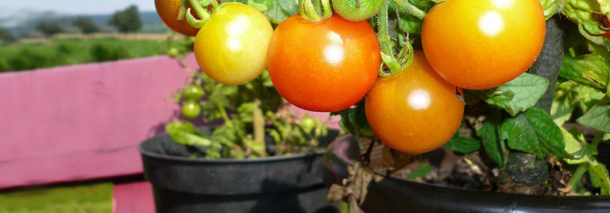Cultivar tomates en macetas