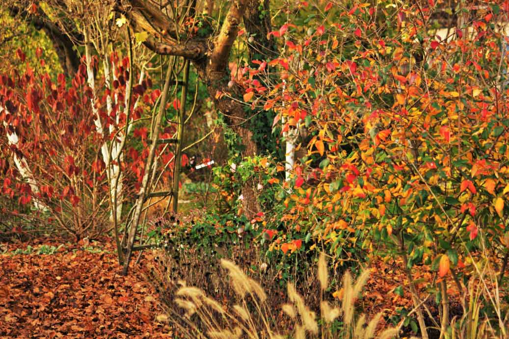 7 magníficos macizos para el otoño