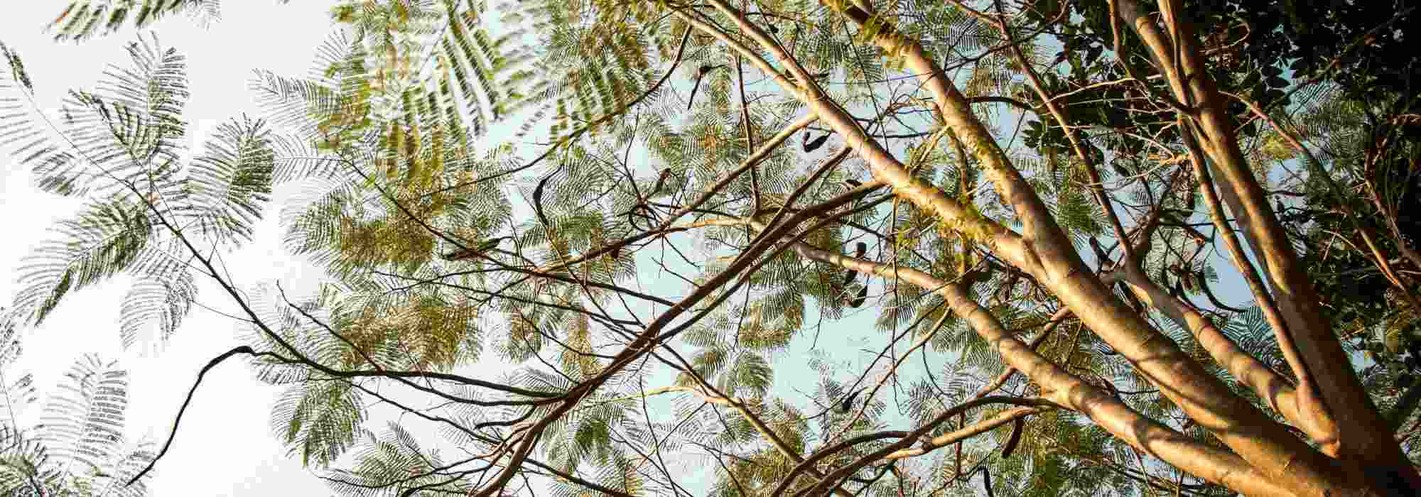 10 árboles para dar sombra a un jardín pequeño