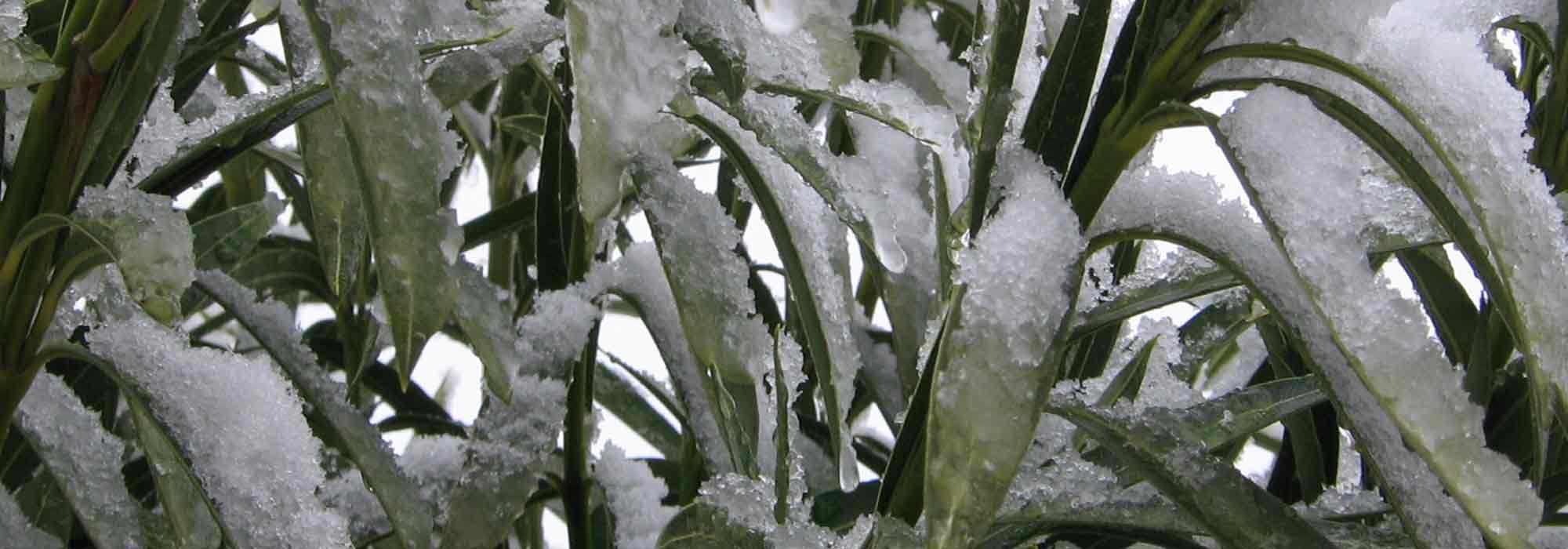 ¿Cómo invernar una adelfa?