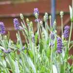 Cultivar lavanda en macetas