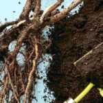 ¿Cuándo y cómo enterrar provisionalmente en zanja antes de la Plantación?