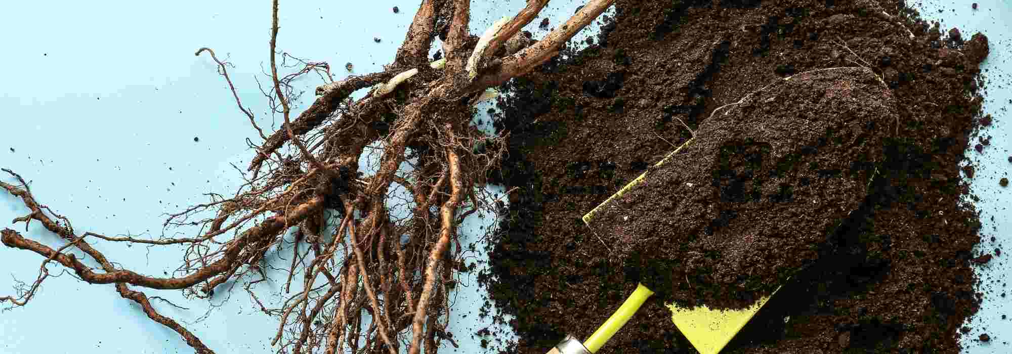 ¿Cuándo y cómo enterrar provisionalmente en zanja antes de la Plantación?