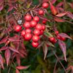 Nandina, Bambú sagrado: 5 ideas de combinaciones