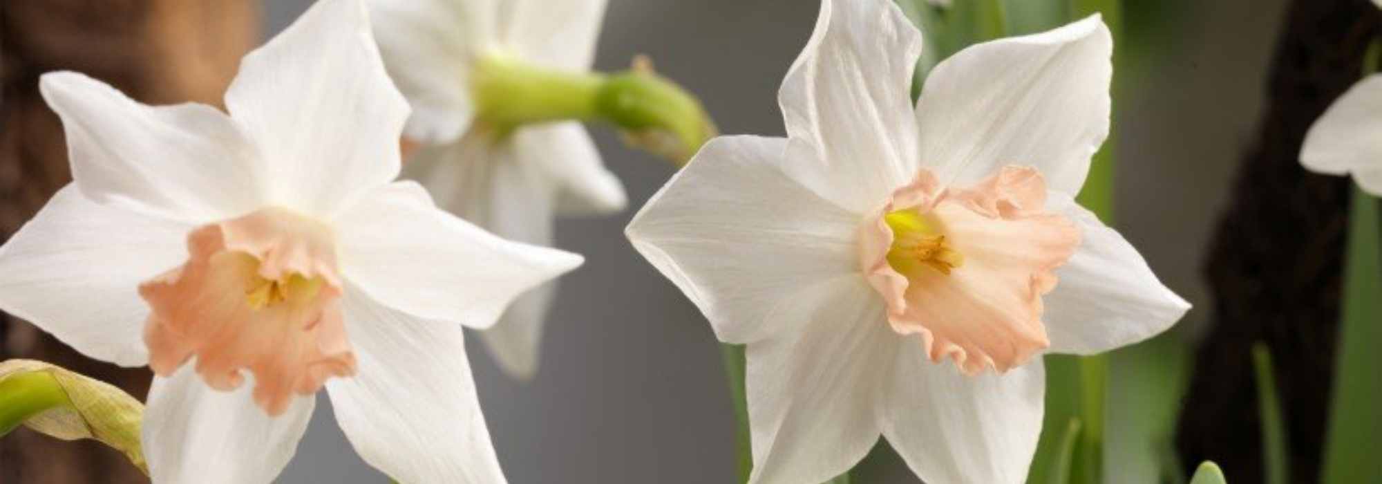 5 narcisos enanos de flores singulares para descubrir