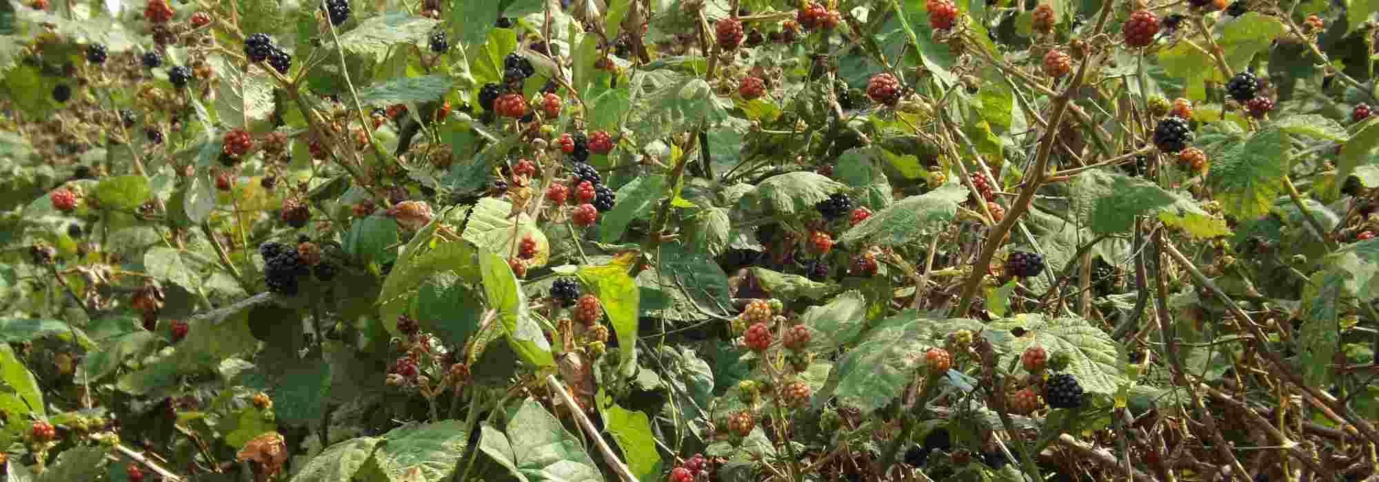 ¿Cómo desbrozar una zona de zarzas?