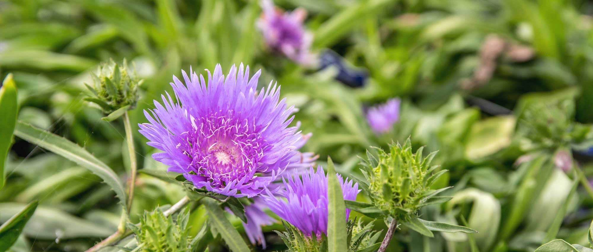 Stokesia: plantación, cultivo y cuidados