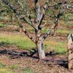 Pegamento para árboles