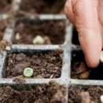 Calendario del huerto - marzo