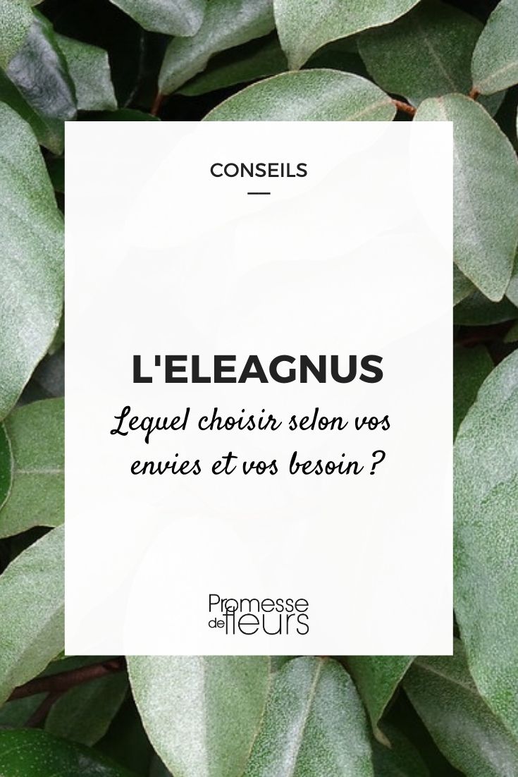 Eleagnus: cómo elegir