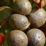 7 verduras exóticas para descubrir