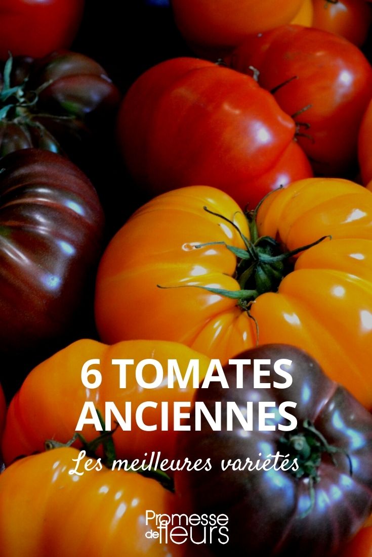 tomates antiguas