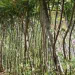 ¿Cómo plantar y cuidar un seto vivo de mimbre?