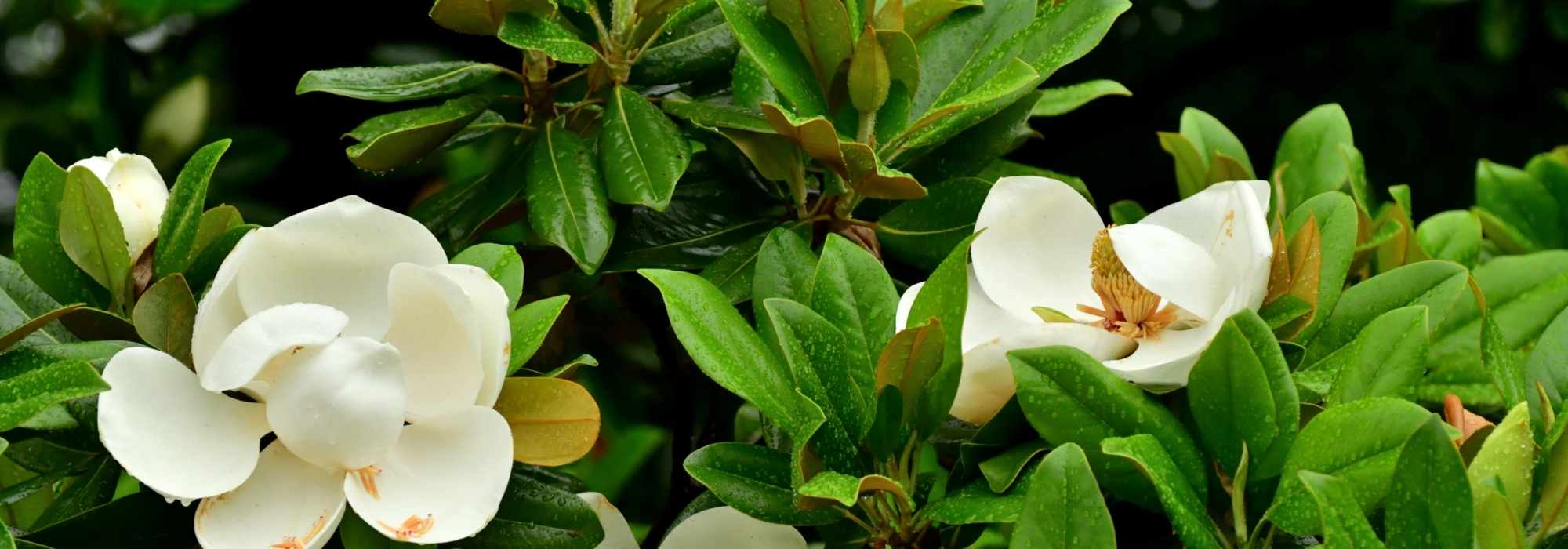 Magnolios de flor grande