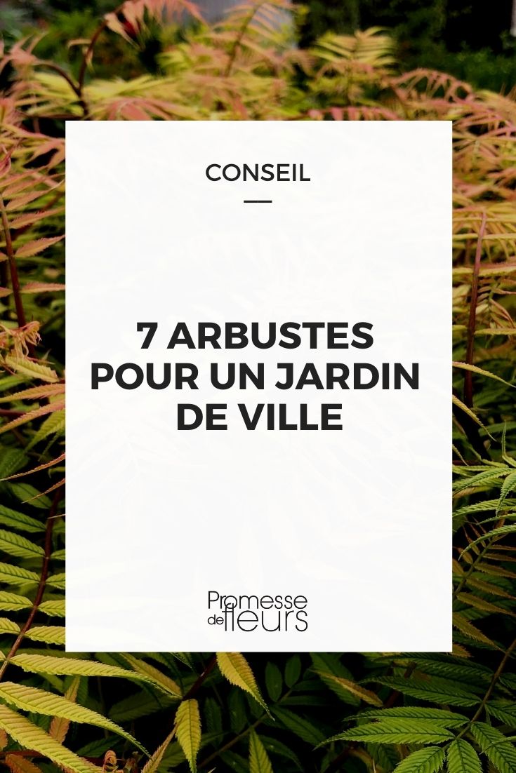 7 arbustos para jardín urbano, arbustos para jardines pequeños