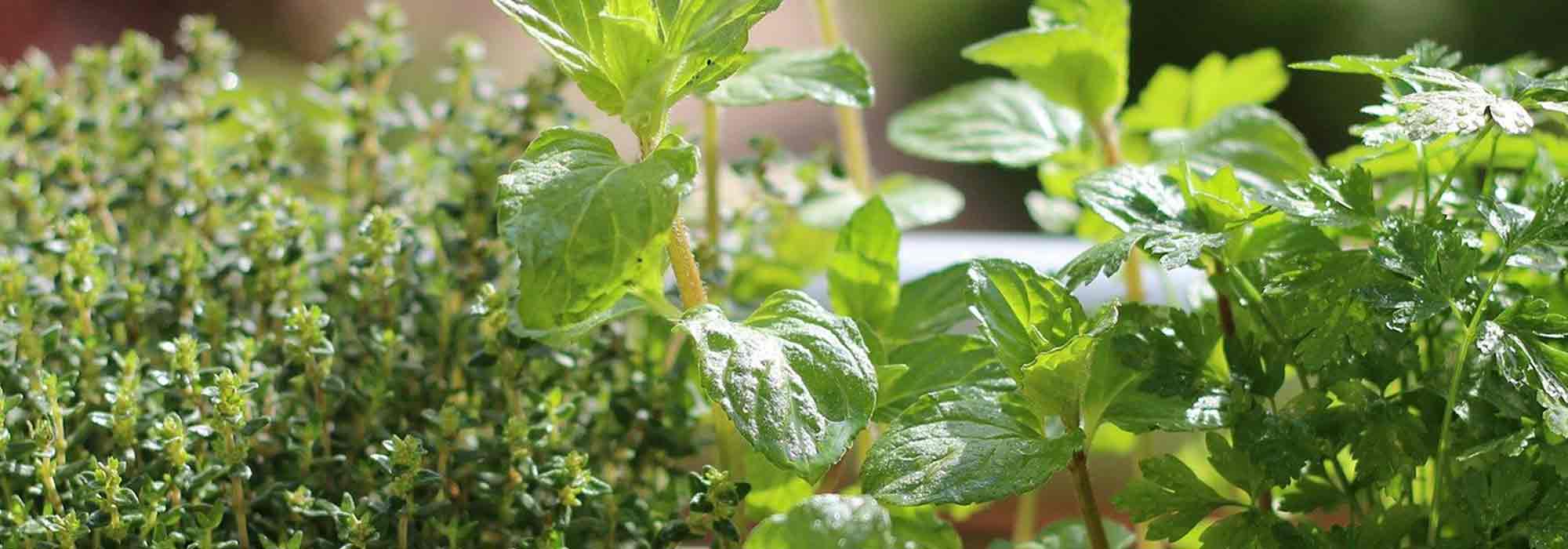 7 plantas aromáticas imprescindibles