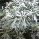 Pulverizar una planta