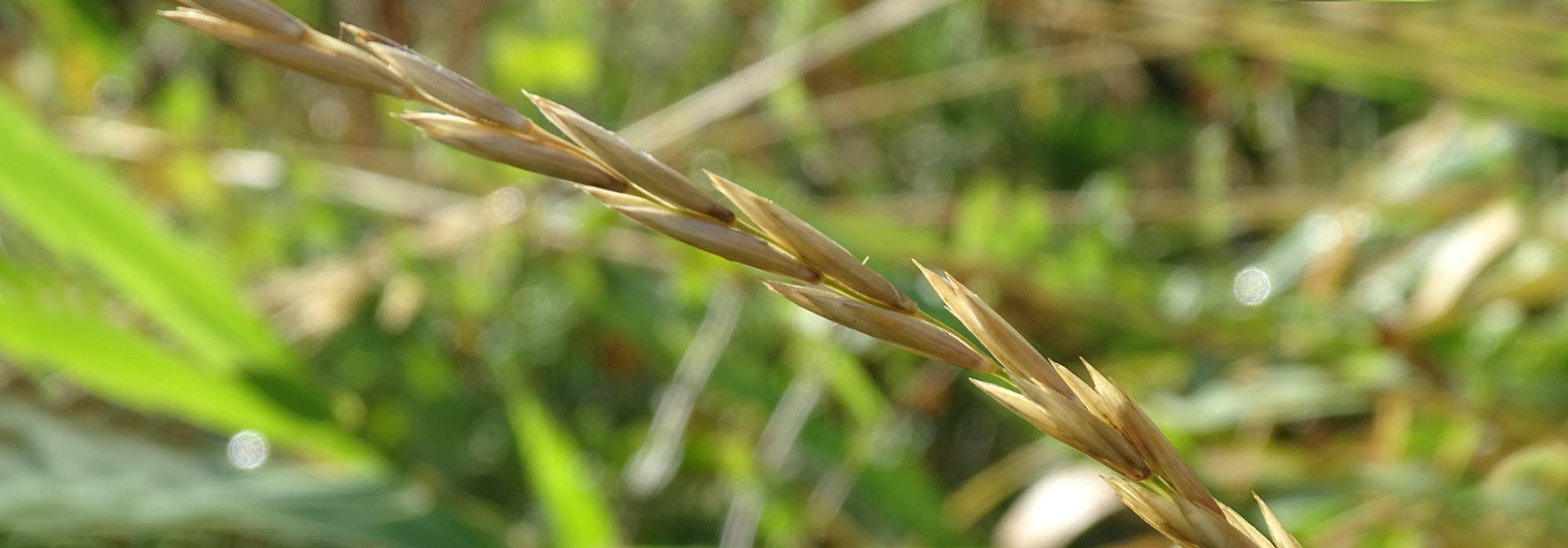 ¿Cómo deshacerse de la grama?