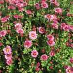 ¿Cómo sembrar el crisantemo?