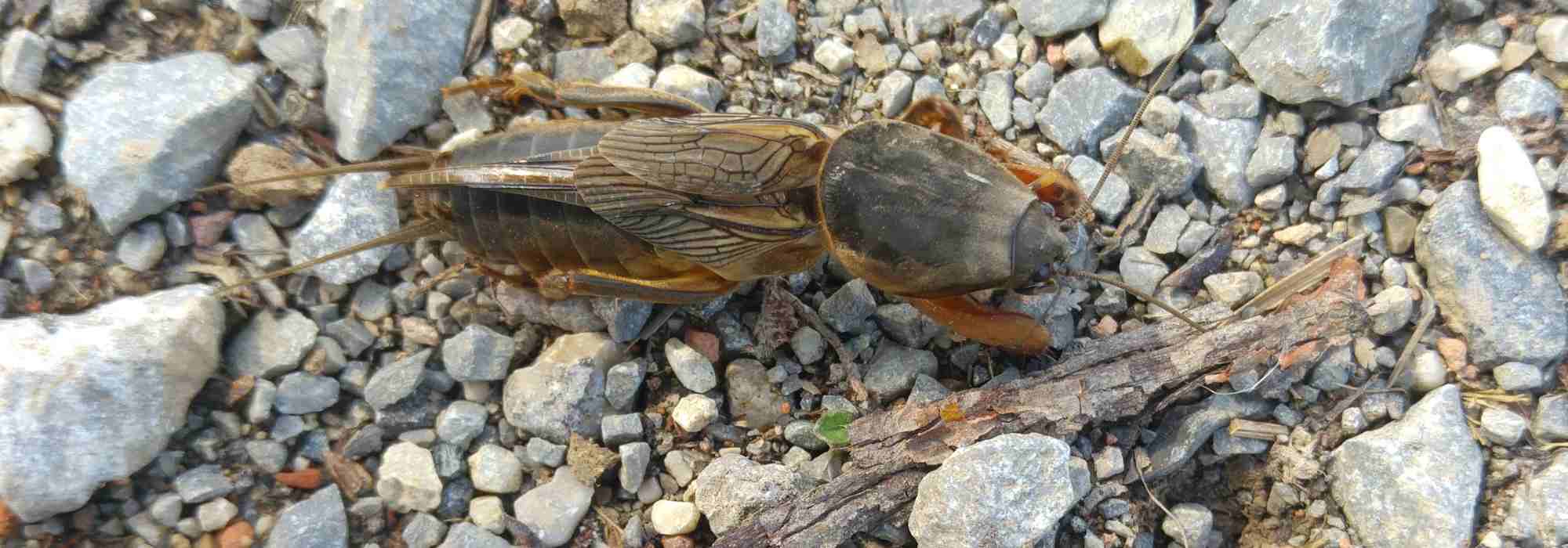 Grillo topo o alacrán cebollero
