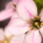 Diosma hirsuta: plantar, cultivar y cuidar