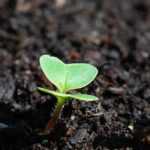 ¿Cómo hacer un semillero caliente?