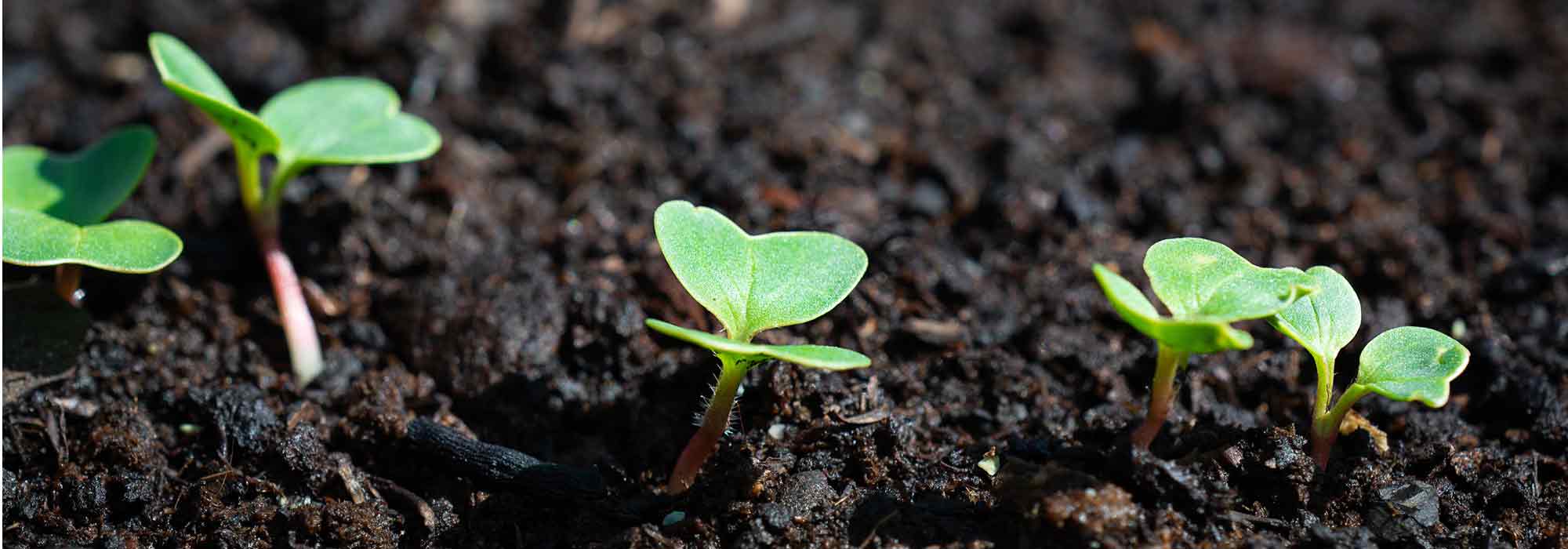 ¿Cómo hacer un semillero caliente?