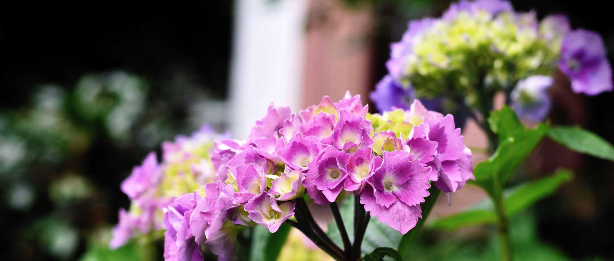 Enfermedades y parásitos de la hortensia