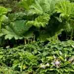 ¿Cómo acertar con un macizo de follaje?