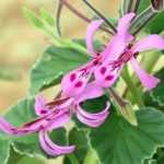 ¿Cómo hacer esquejes de Pelargoniums aromáticos, hiedras o zonales?