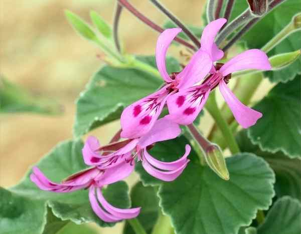 ¿Cómo hacer esquejes de Pelargoniums aromáticos, hiedras o zonales?