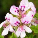 10 pelargonios de follaje aromático