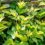 Plantas alergógenas o urticantes